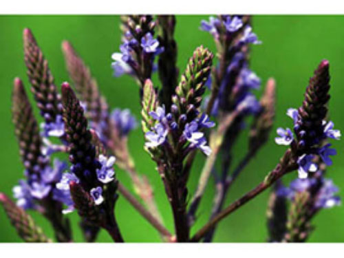 Blue Vervain