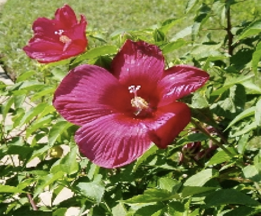 Hibiscus