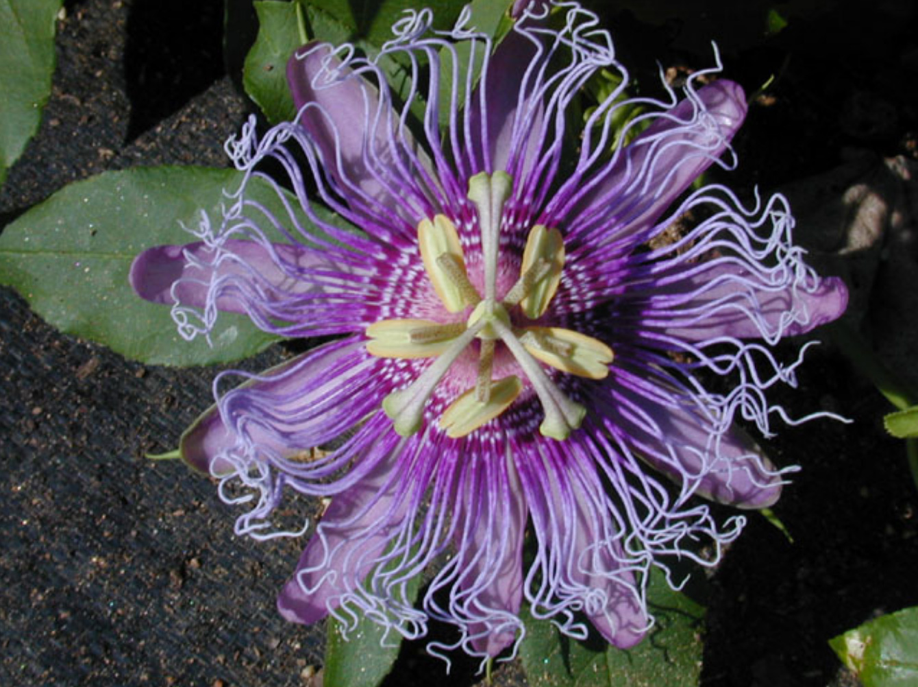 Passionflower