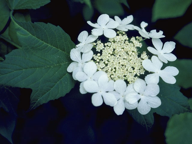 Viburnum trilobum