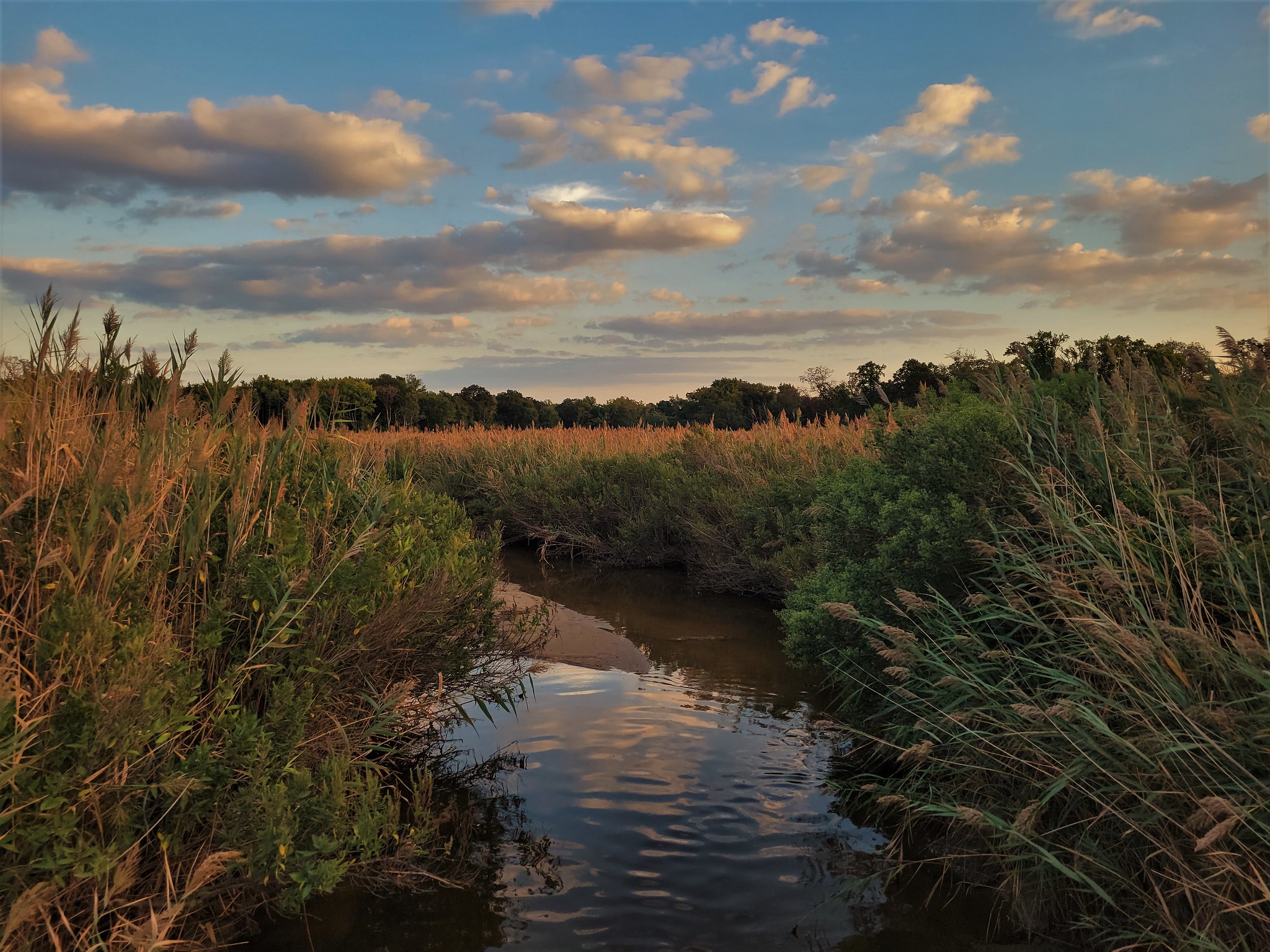 Choptank River