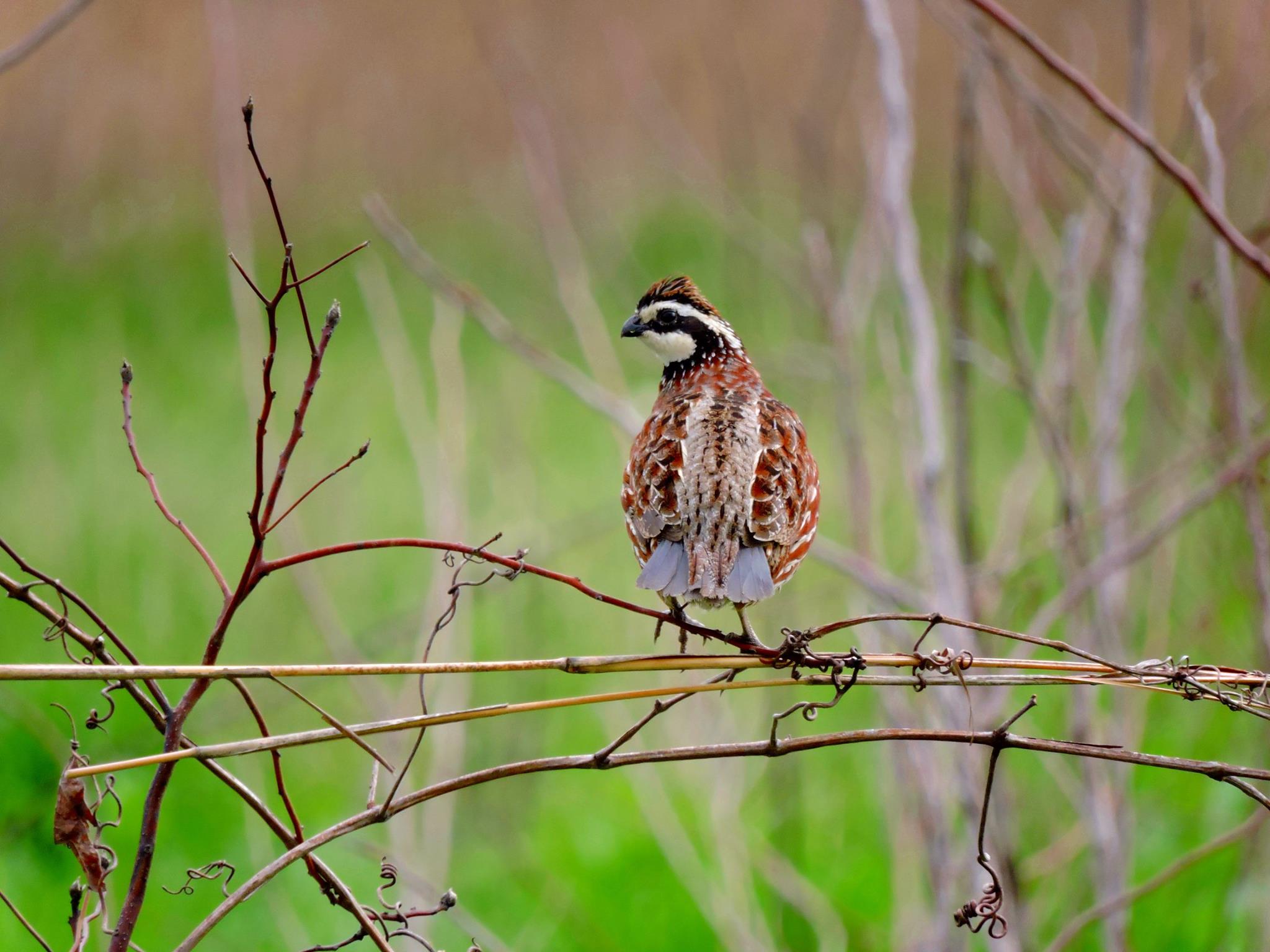 bobwhite