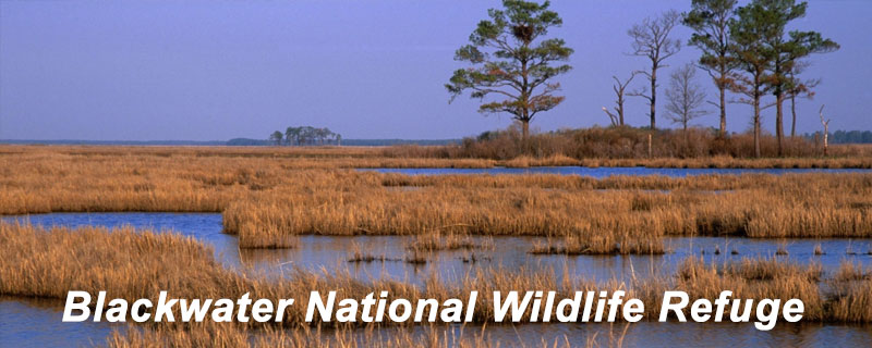 Photo of Blackwater National Refuge wetlands