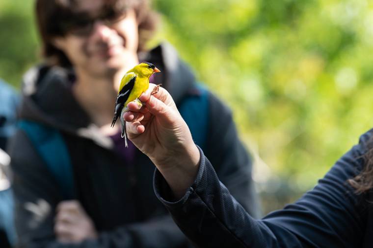 Goldfinch