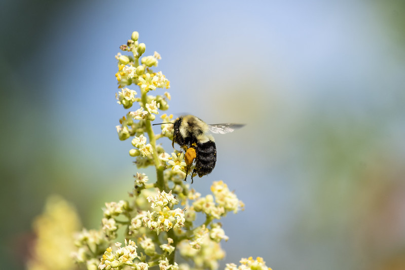 Bee on flower