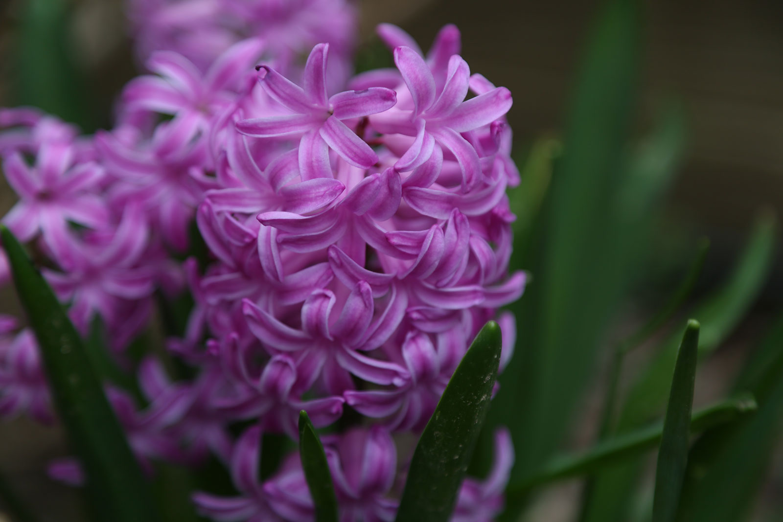 Hyacinth