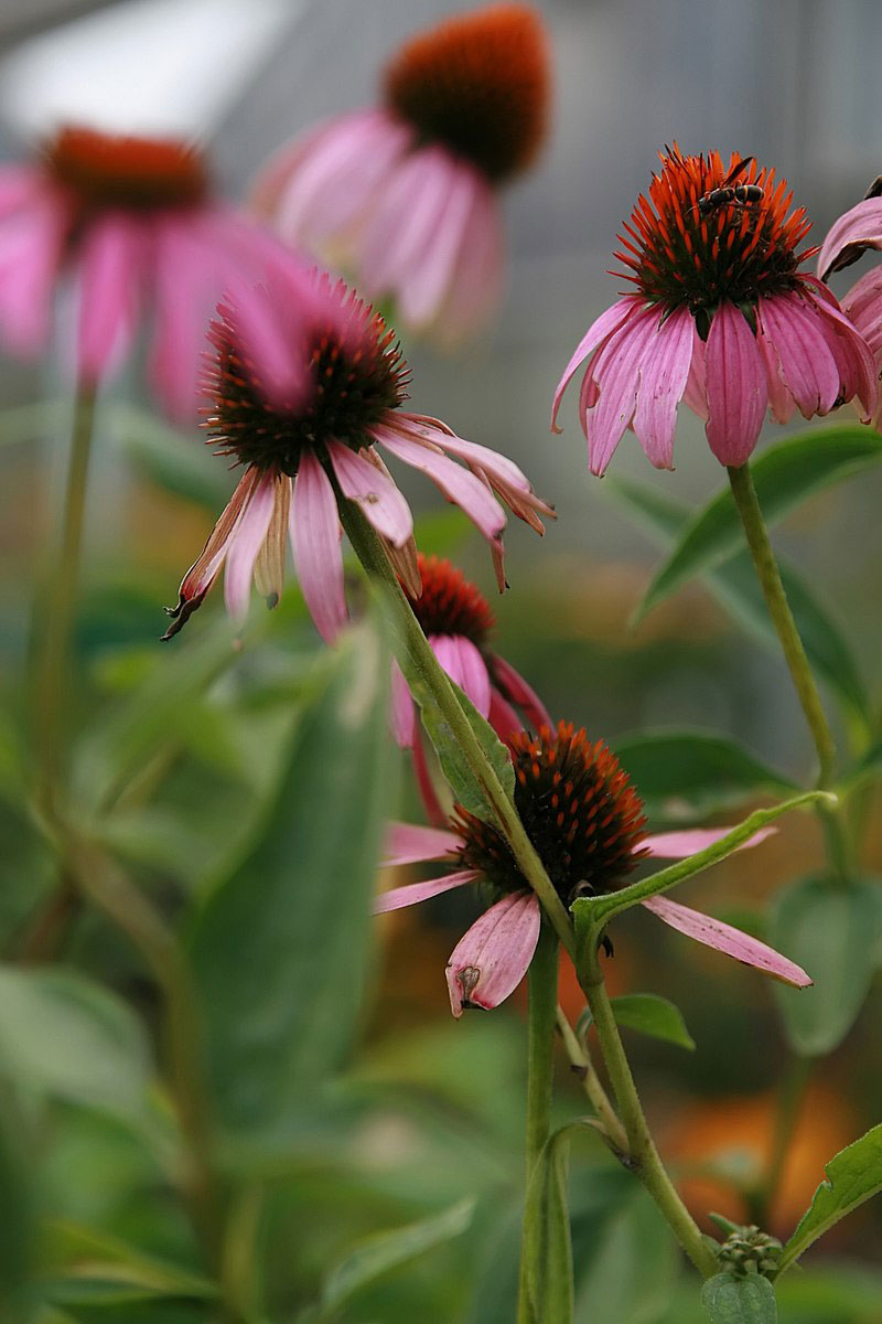 Echinacea angustifolia