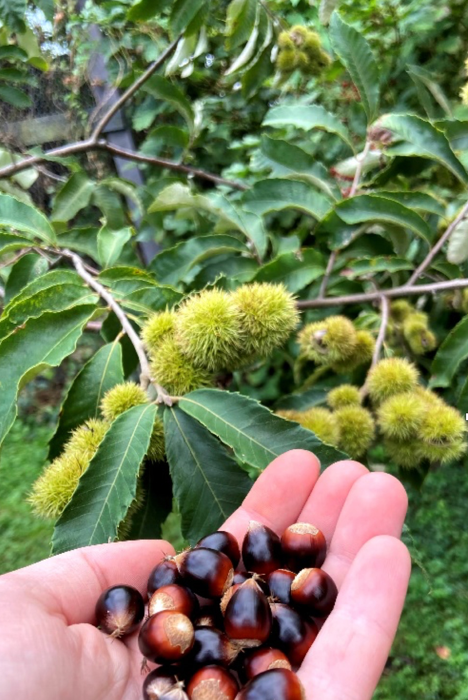 Closeup of hand holding chinkapin nuts