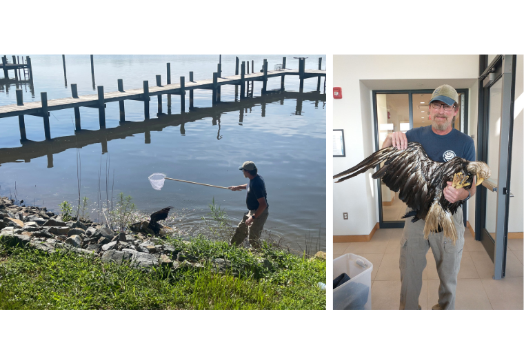 David Kramer, Director of RAFC, rescues a bald eagle from the Chester River