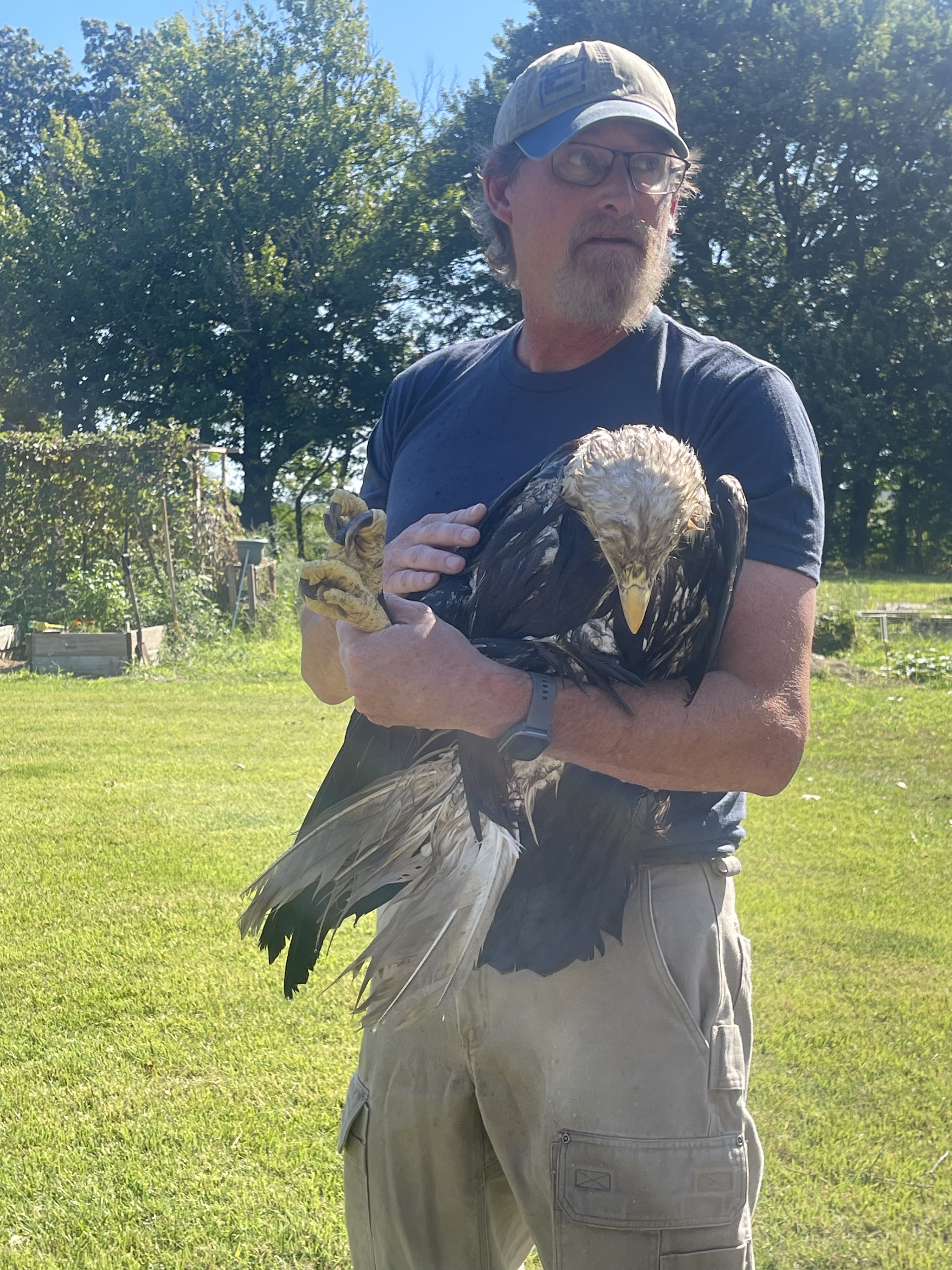 Eagle rescue with David Karamer