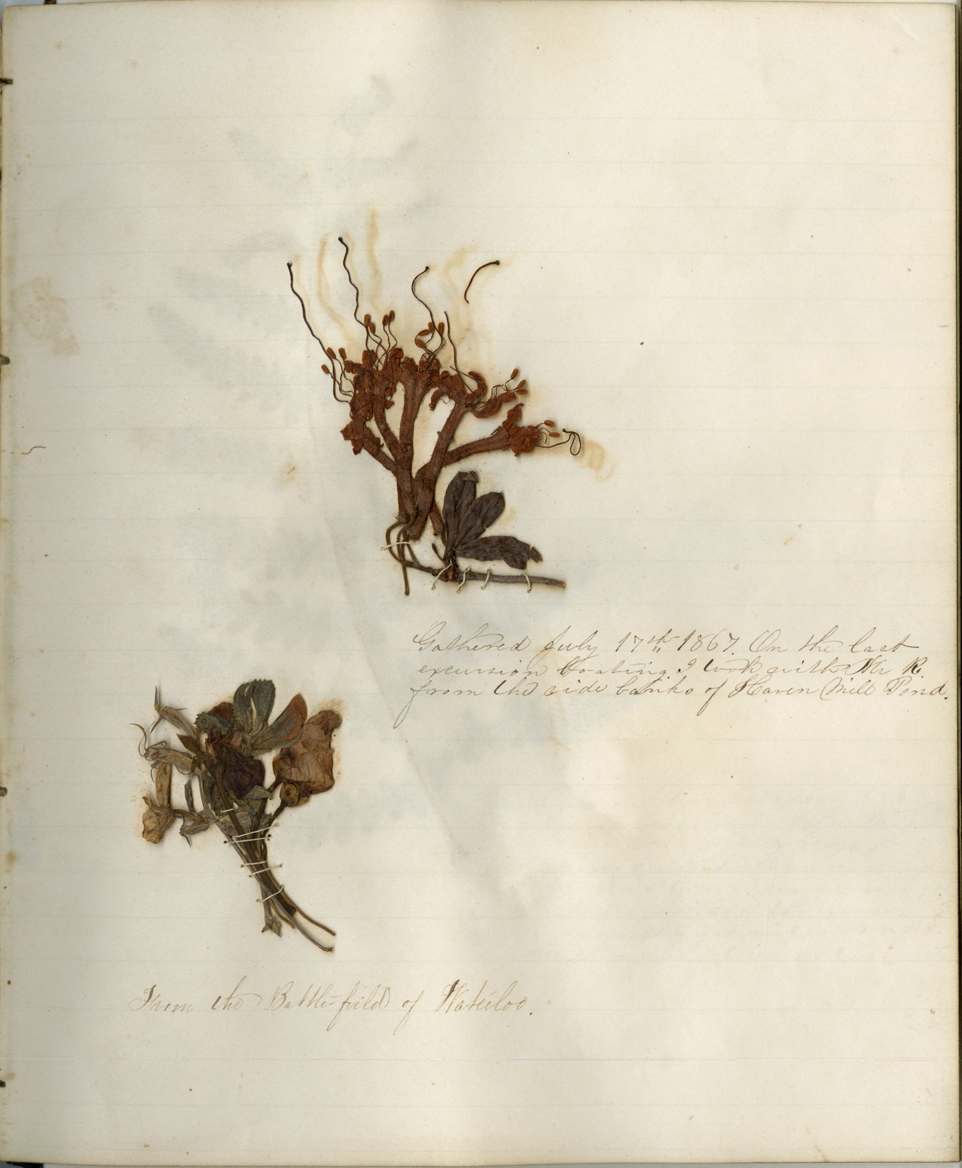 Herbarium_02