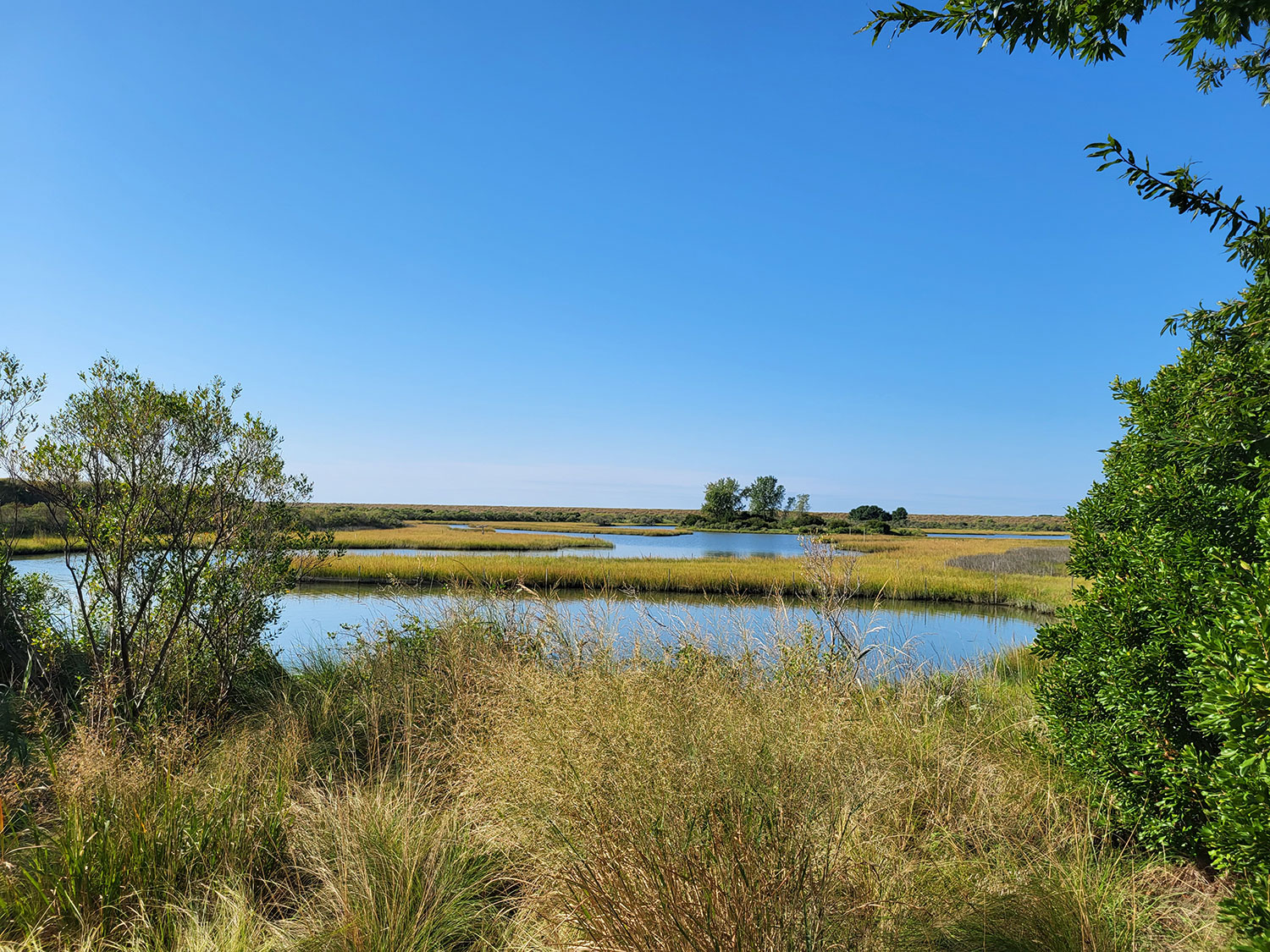 Poplar Island Tour