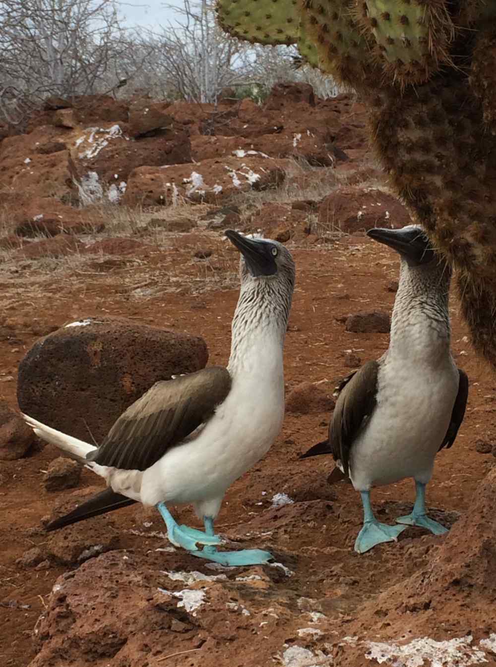 Blue-footed boobies